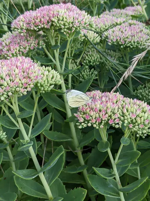 Ein heller Schmetterling sitzt auf einem rosafarbenen Blütenstand der Fetten Henne.