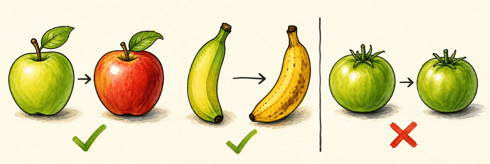 Vergleich: Apfel und Banane reifen nach der Ernte nach (Häkchen), eine nicht nachreifende Frucht bleibt unreif (Kreuz)