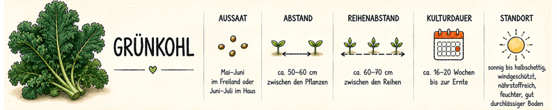 Steckbrief Grünkohl: Aussaat Mai bis Juni im Freiland, 50–60 cm Pflanzabstand, 60–70 cm Reihenabstand, 16–20 Wochen Kulturdauer, sonnig bis halbschattig