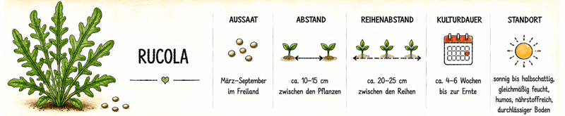 Steckbrief Rucola: Aussaat März bis September im Freiland, 10–15 cm Pflanzabstand, 20–25 cm Reihenabstand, 4–6 Wochen Kulturdauer, sonnig bis halbschattig