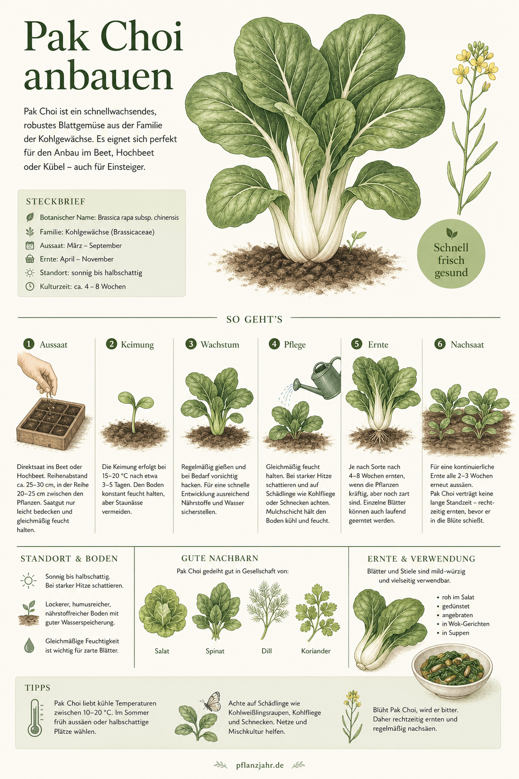 Infografik: pak-choi-anbauen