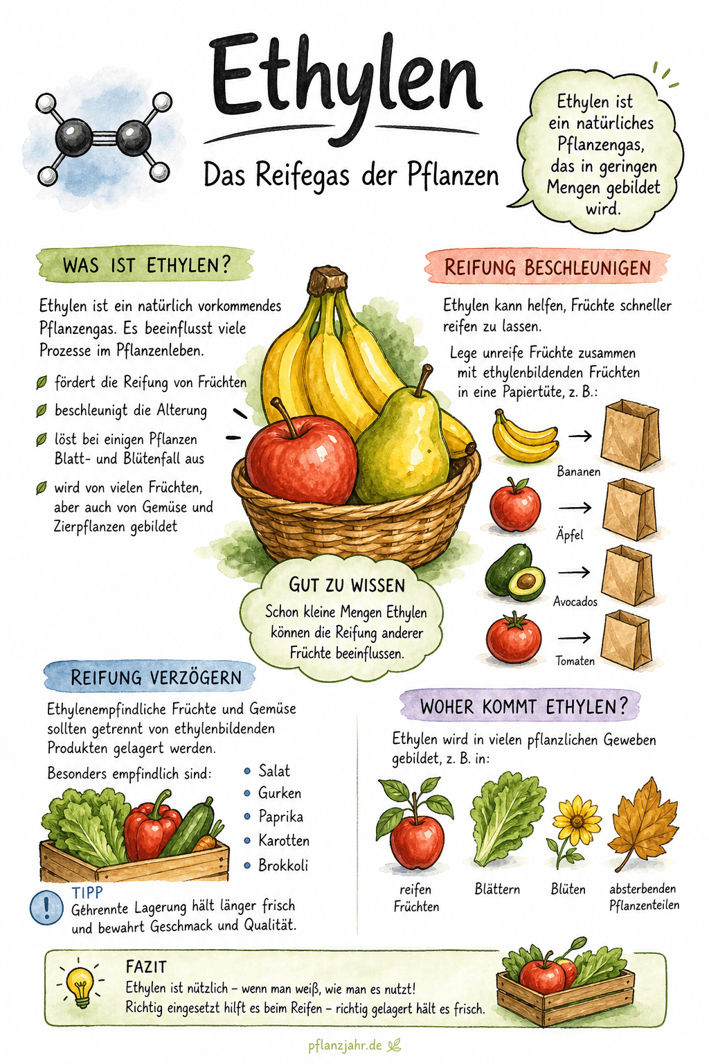 Infografik: Ethylen (Reifegas)
