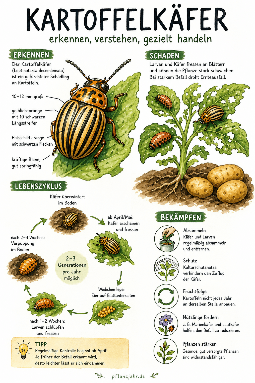 Infografik: Kartoffelkäfer — der gelb-schwarz gestreifte Kahlfresser im Kartoffelbeet