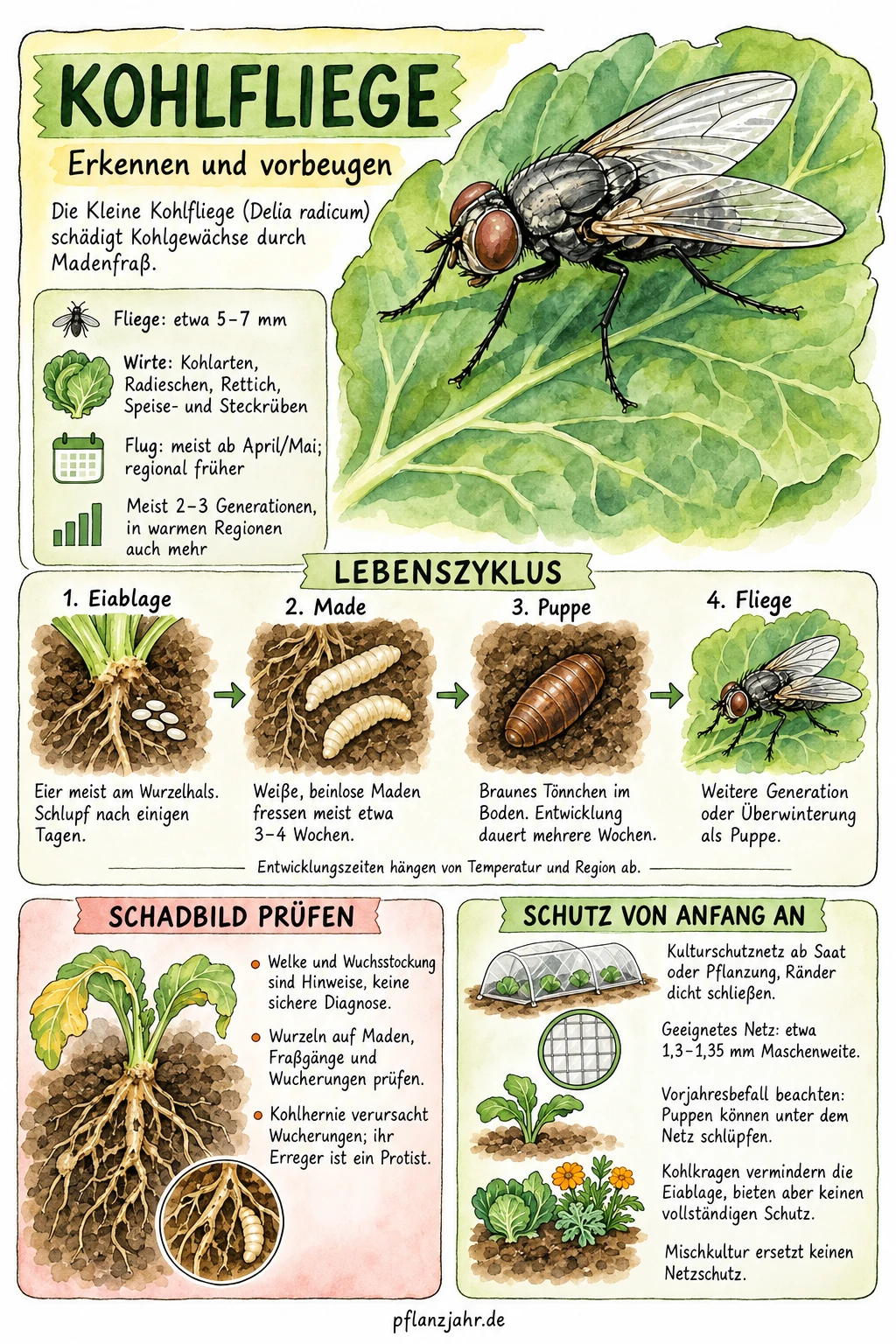 Infografik zur Kleinen Kohlfliege: Madenfraß prüfen, temperaturabhängiger Lebenszyklus und Vorbeugung mit Netz und Kohlkragen