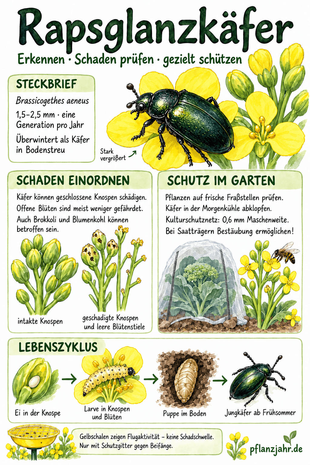 Rapsglanzkäfer erkennen und schützen: Eier in Knospen, Larven in Knospen und Blüten, Puppen im Boden; feines Schutznetz und Bestäubung der Saatträger beachten