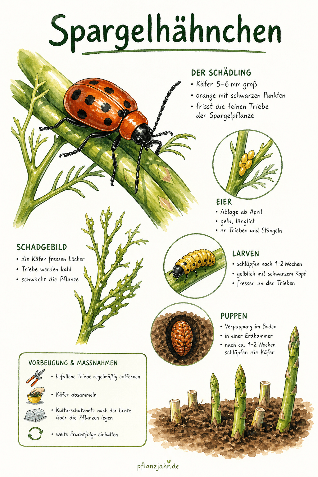 Infografik: Spargelhähnchen — die bunten Blattkäfer, die das Spargelkraut kahl fressen