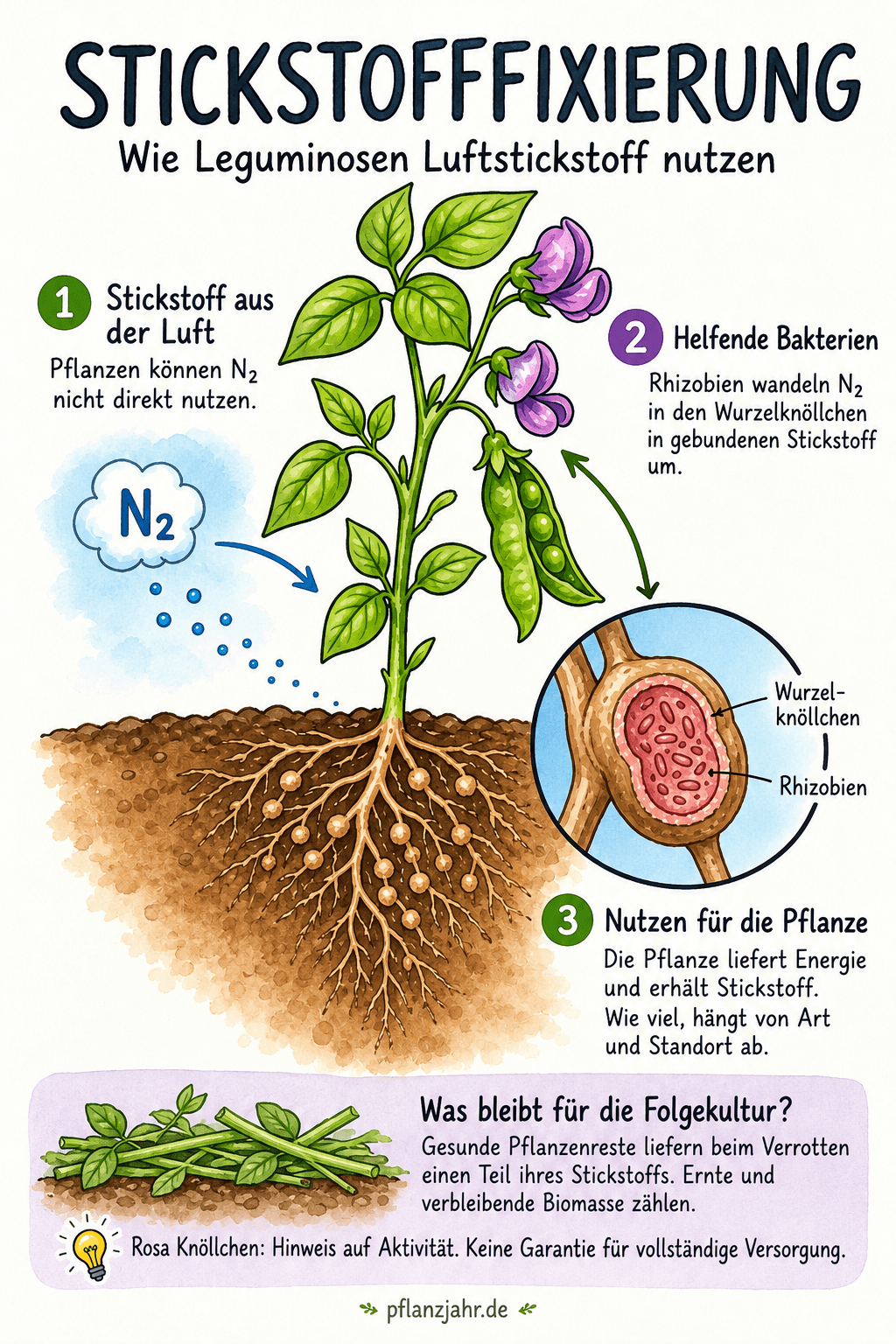Infografik zur Stickstofffixierung: Rhizobien helfen Leguminosen, Pflanzenreste liefern später einen Teil des Stickstoffs für Folgekulturen