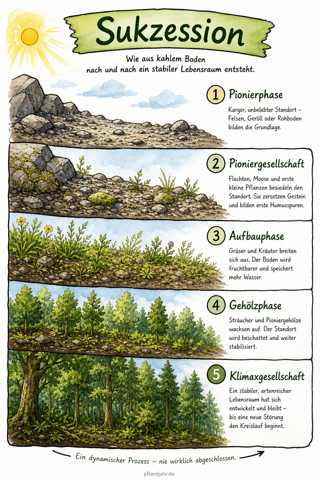 Infografik: Sukzession