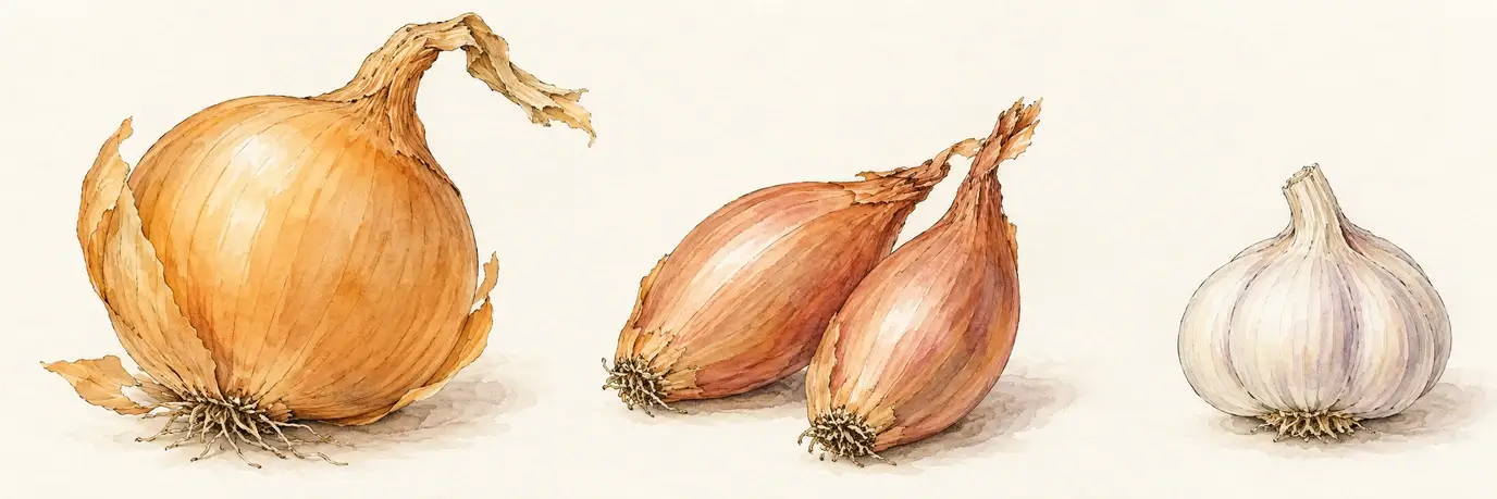 Schematische Aquarellillustration von Speisezwiebel, Schalotten und Knoblauch als Kulturen mit möglichen Botrytis-Halsfäulen
