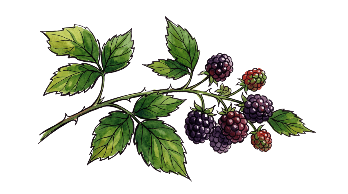 Brombeere – Pflanze im Beet