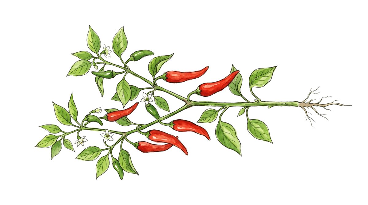 Chili – Pflanze im Beet