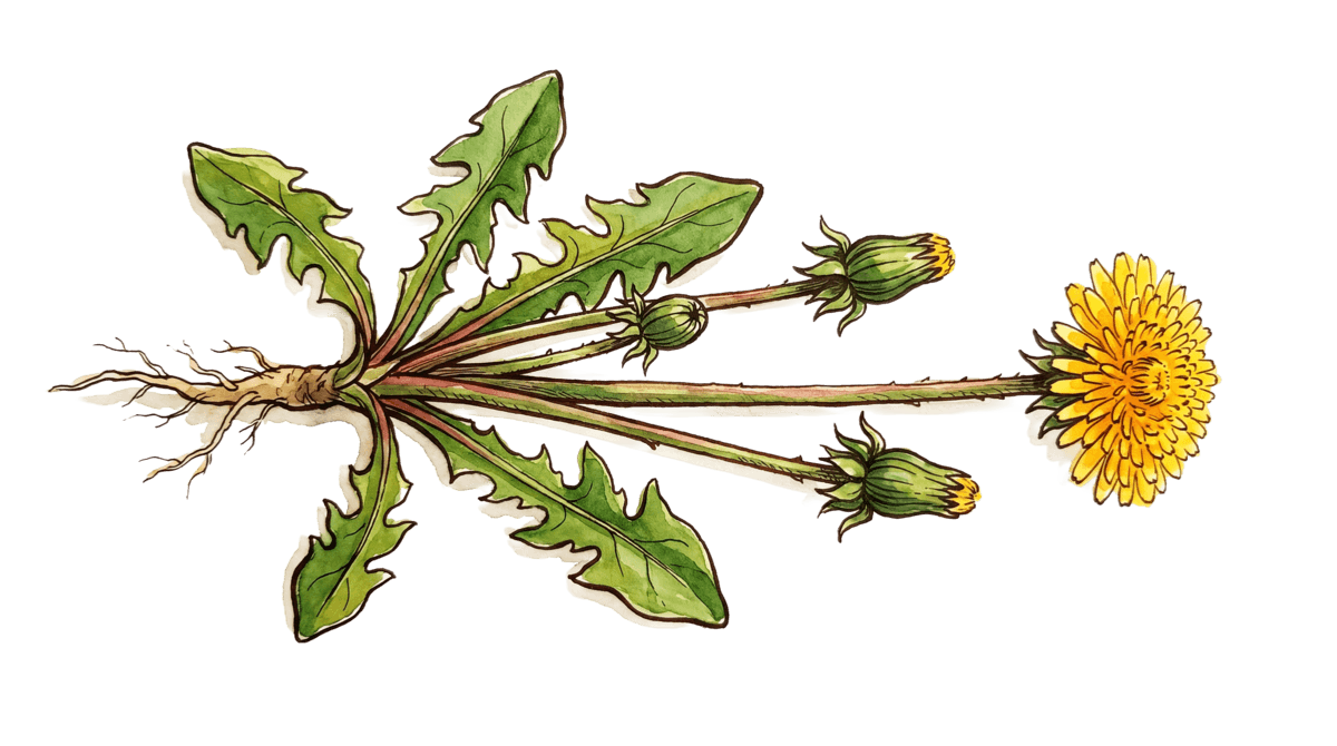 Löwenzahn – Pflanze im Beet