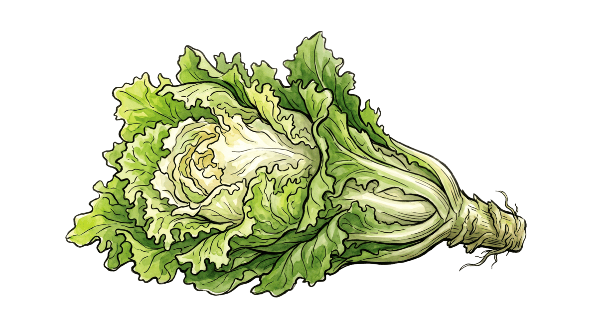 Endivien – Pflanze im Beet