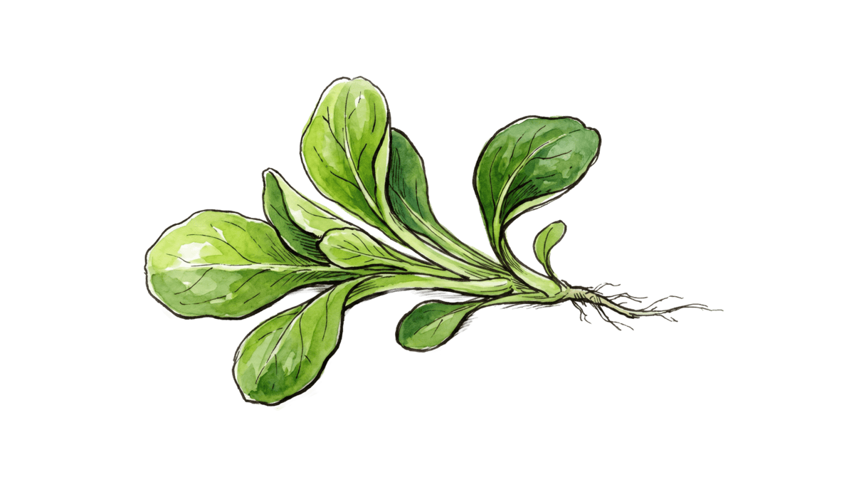 Feldsalat – Pflanze im Beet