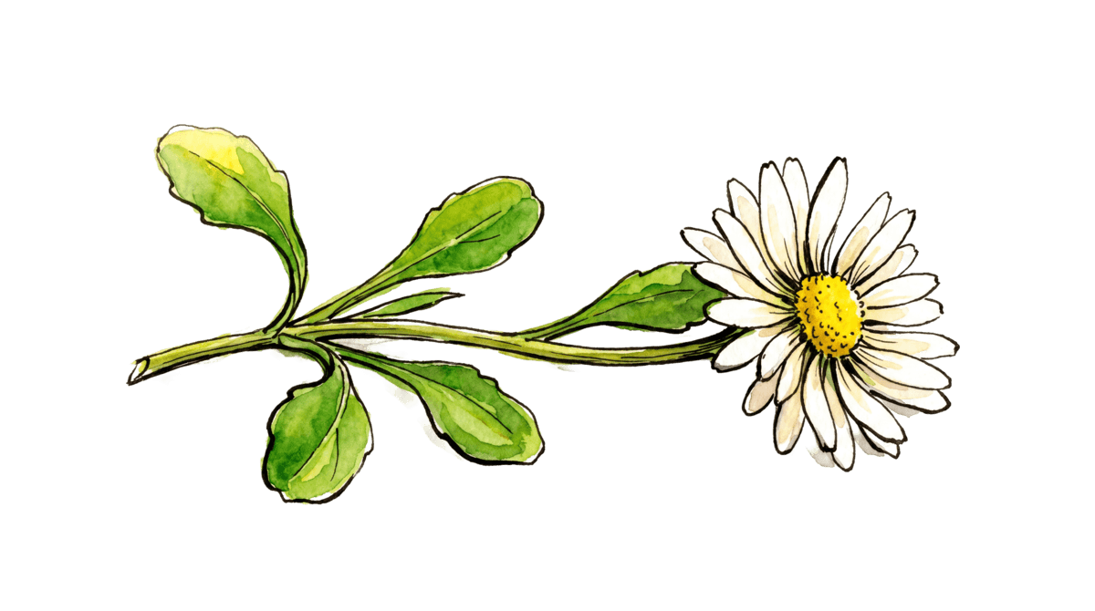 Gänseblümchen – Pflanze im Beet