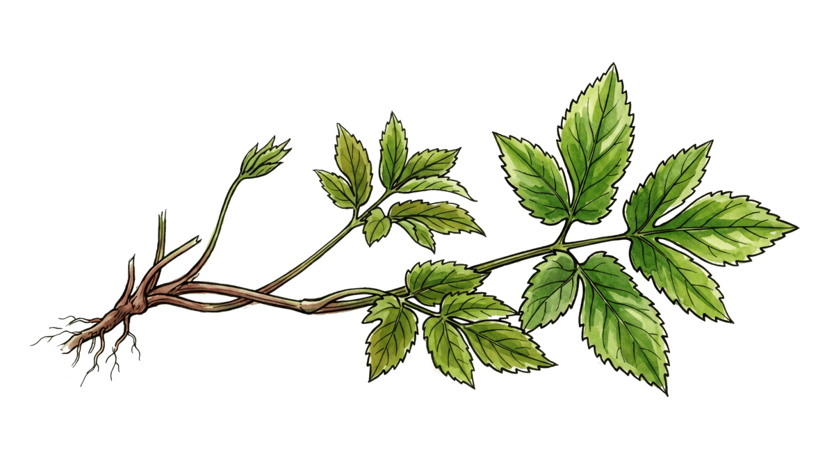 Giersch – Pflanze im Beet