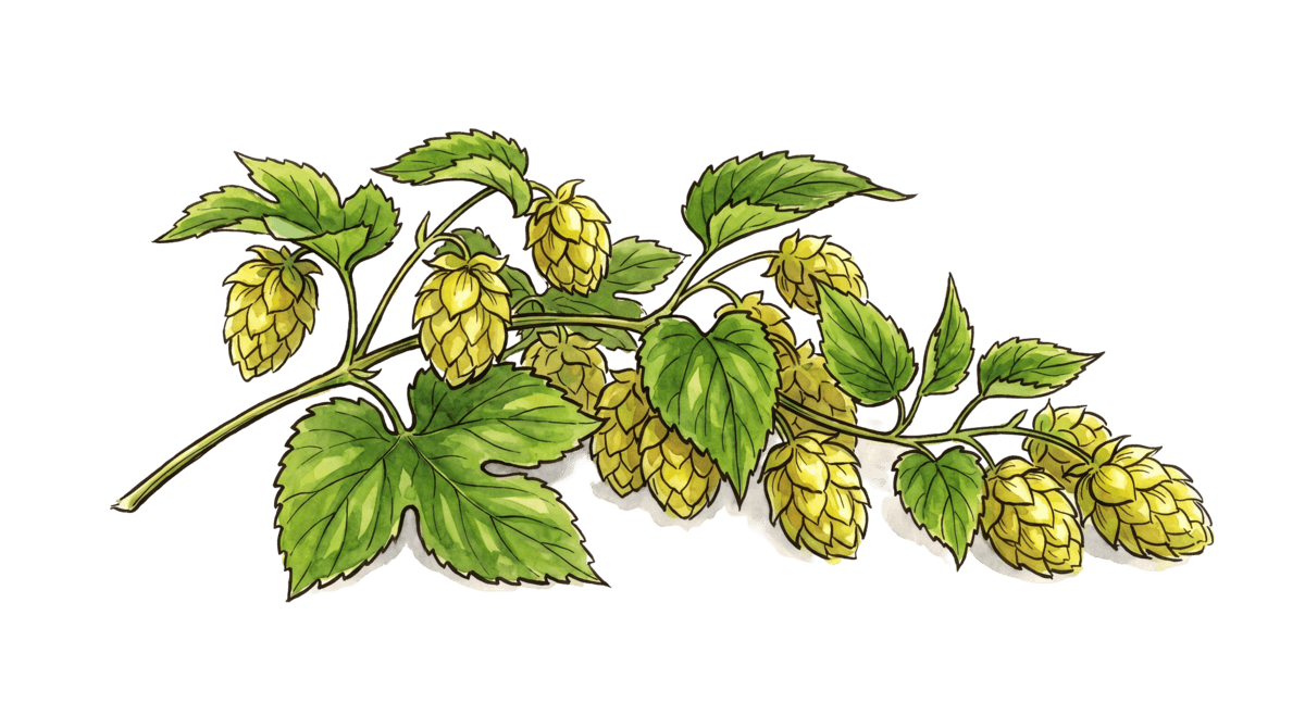 Hopfen – Pflanze im Beet