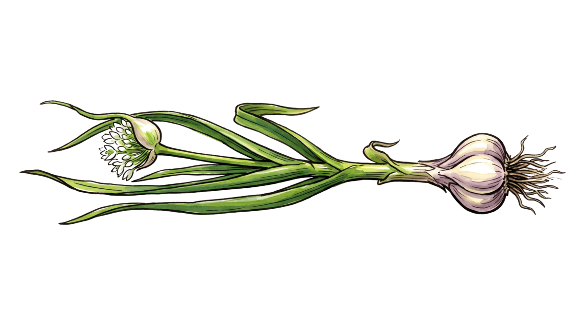 Knoblauch – Pflanze im Beet