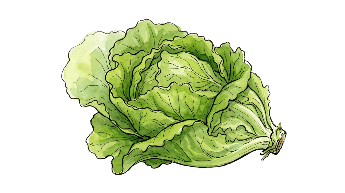 Kopfsalat – Pflanze im Beet