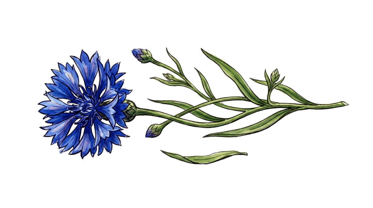 Kornblume – Pflanze im Beet