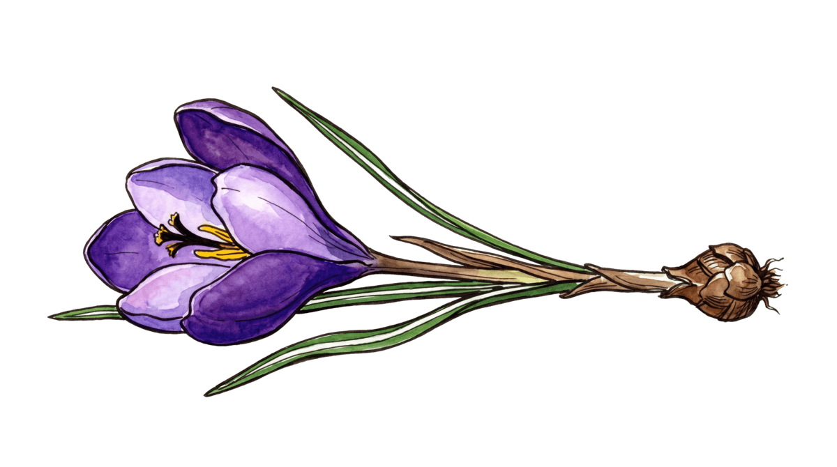 Krokus pflanzen – Pflanze im Beet