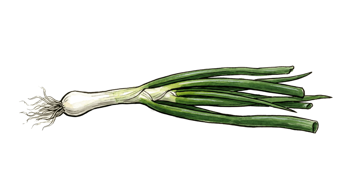 Lauchzwiebel – Pflanze im Beet