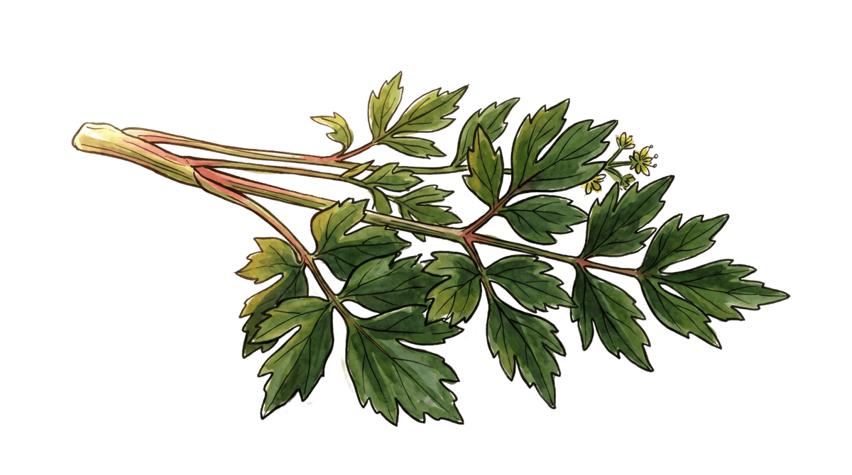 Liebstöckel – Pflanze im Beet