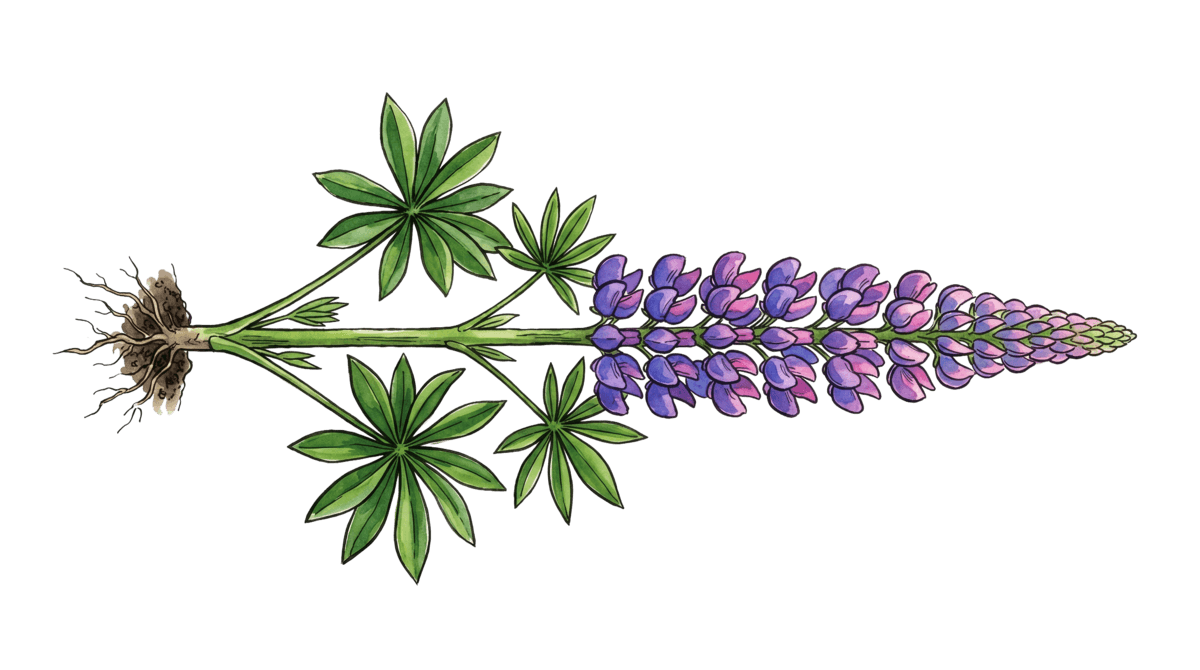 Lupine – Pflanze im Beet