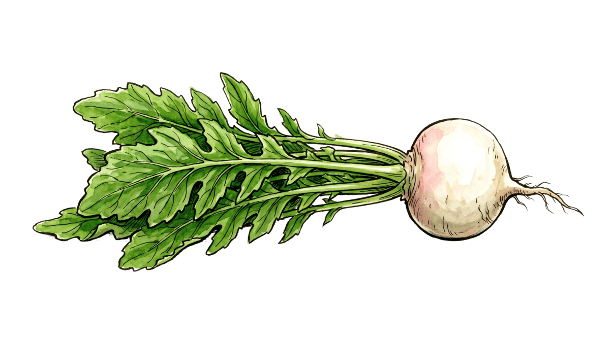 Mairübe – Pflanze im Beet