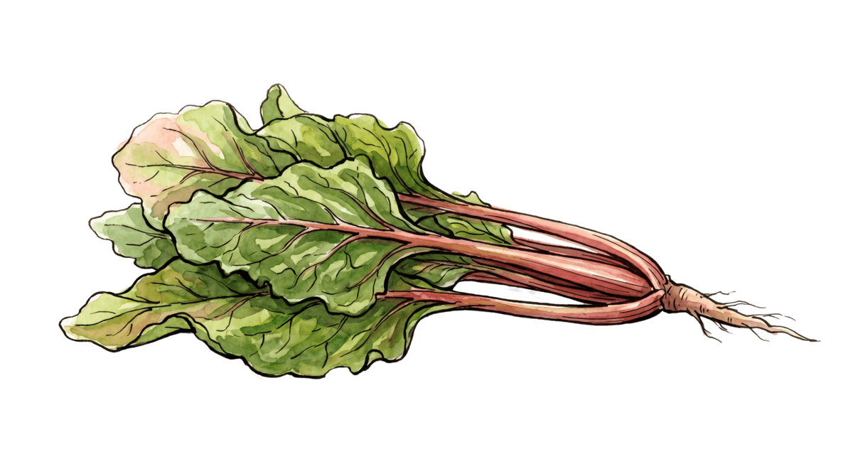 Mangold – Pflanze im Beet