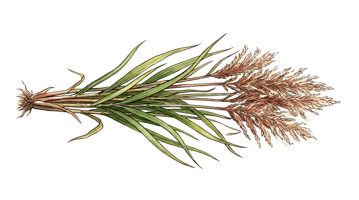 Miscanthus – Pflanze im Beet