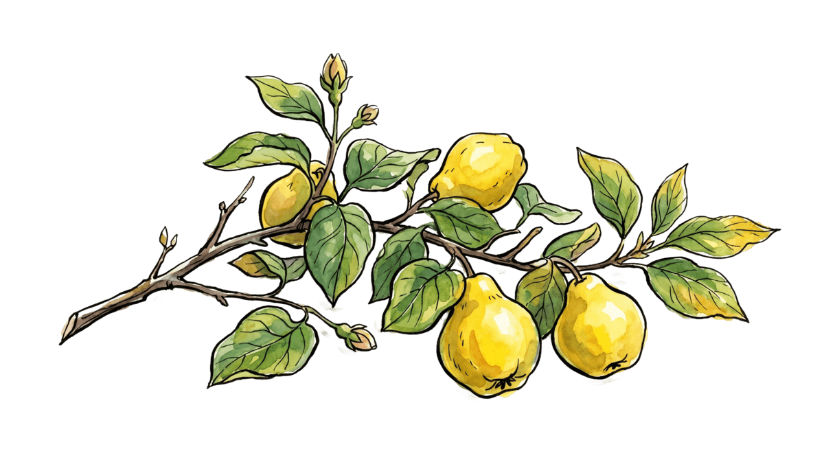 Quitte – Pflanze im Beet