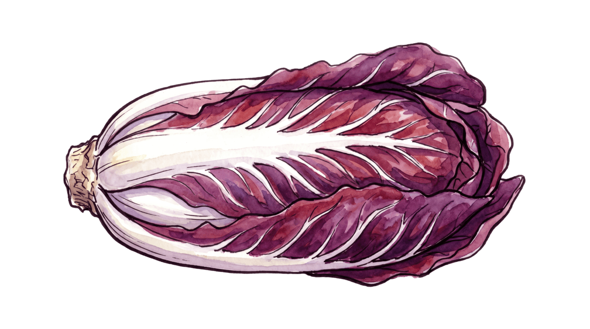 Radicchio – Pflanze im Beet