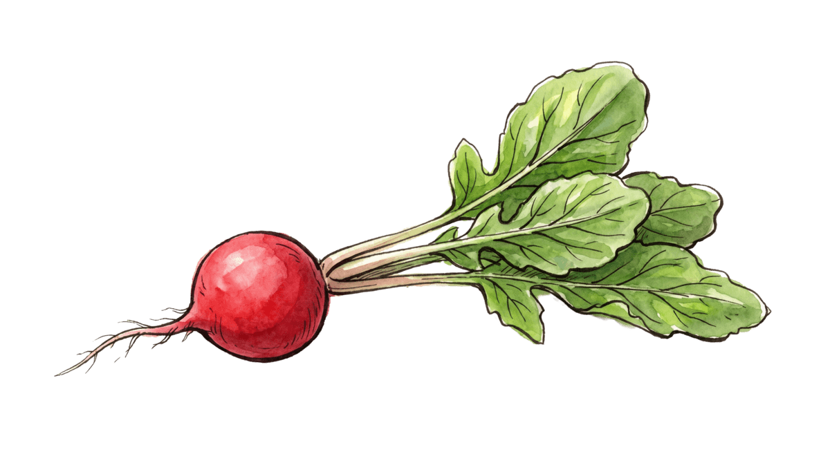 Radieschen – Pflanze im Beet