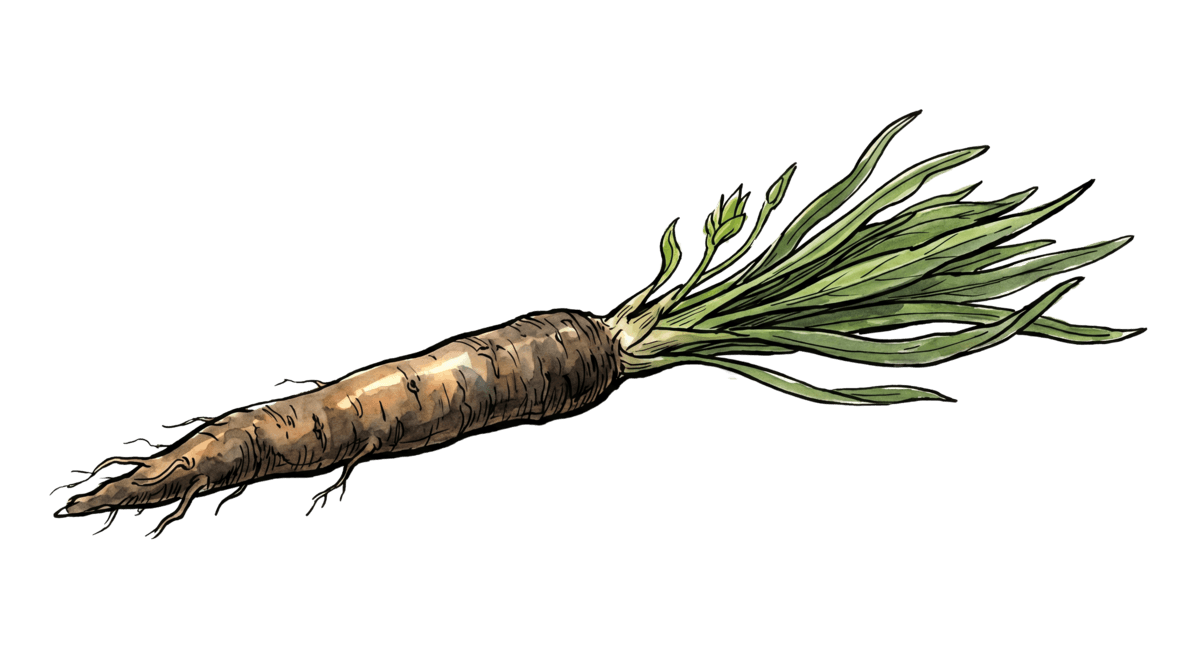 Schwarzwurzel – Pflanze im Beet
