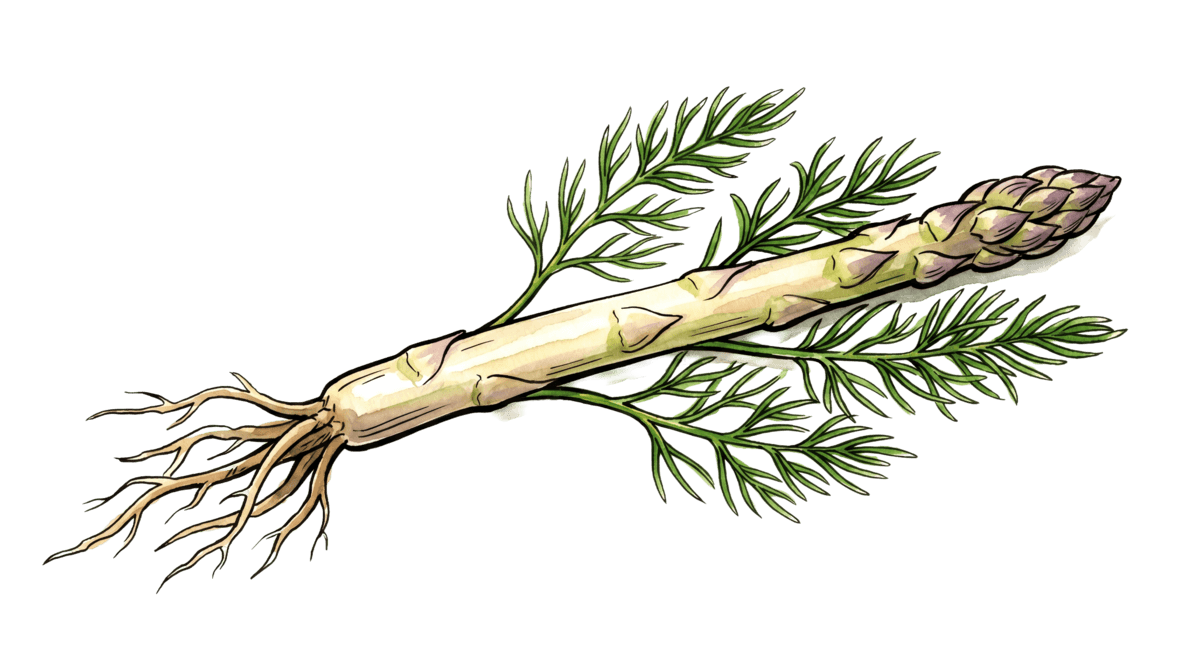 Spargel – Pflanze im Beet
