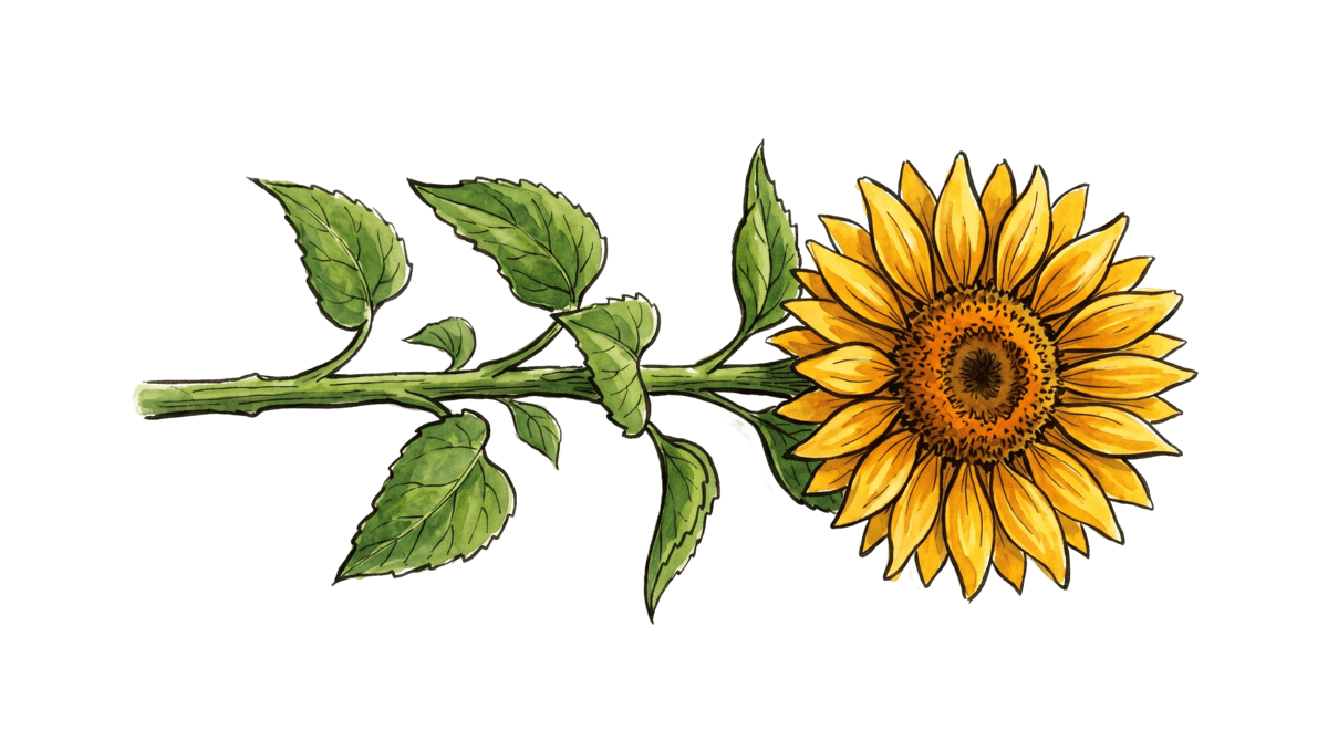 Sonnenblume – Pflanze im Beet