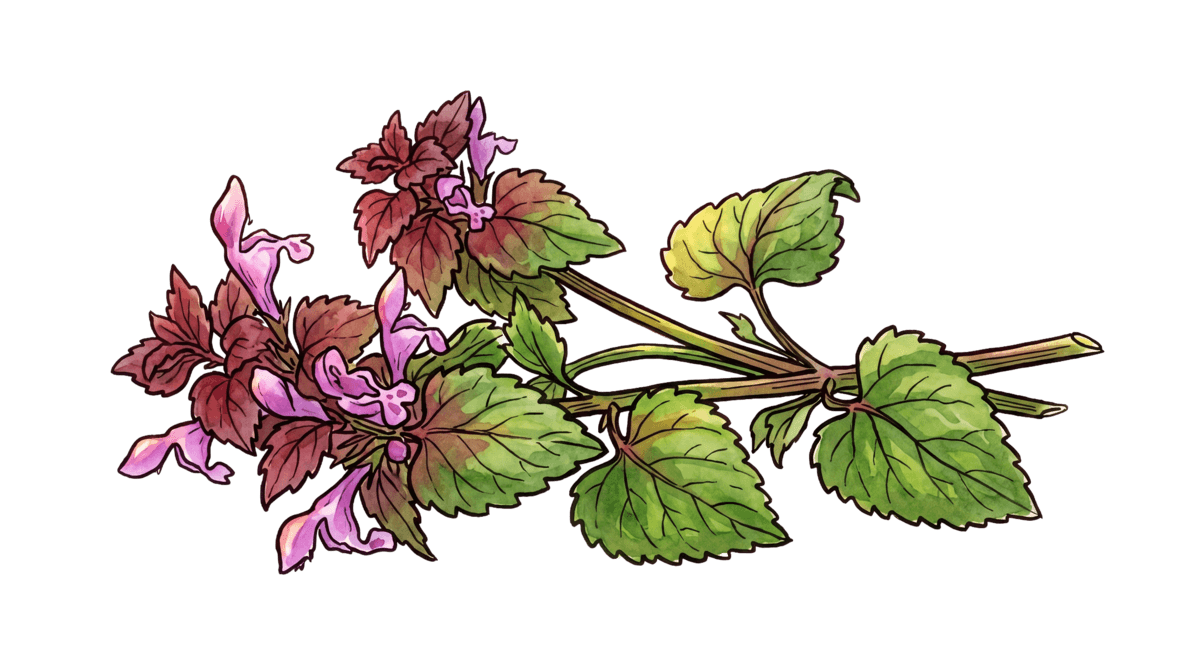 Taubnessel – Pflanze im Beet