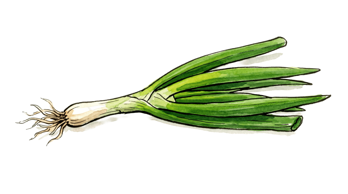 Winterheckenzwiebel – Pflanze im Beet
