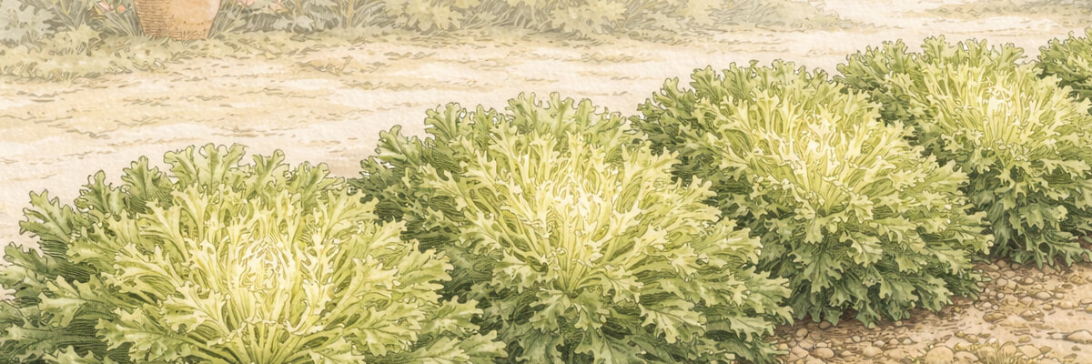 Endivien – Pflanze im Beet